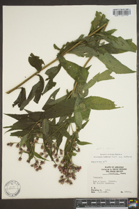 Vernonia baldwinii image