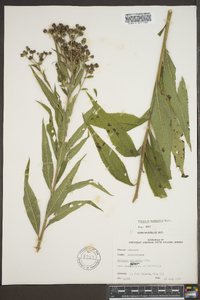 Vernonia baldwinii image