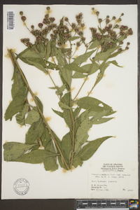 Vernonia baldwinii image