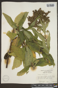 Vernonia baldwinii image