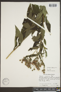 Vernonia baldwinii image