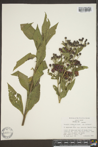 Vernonia baldwinii image