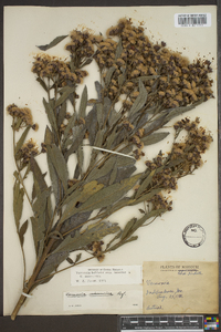 Vernonia baldwinii image