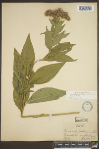 Vernonia baldwinii image