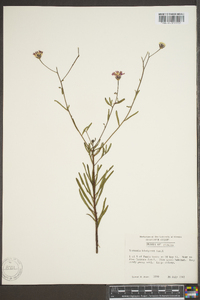 Vernonia blodgettii image
