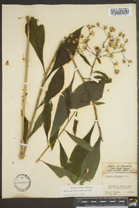 Vernonia flaccidifolia image