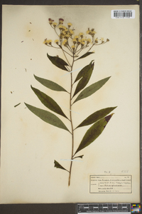 Vernonia flaccidifolia image