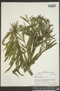 Vernonia gigantea subsp. gigantea image