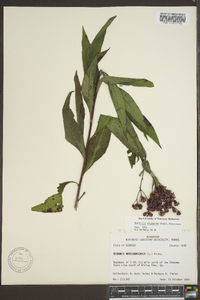 Vernonia gigantea subsp. gigantea image