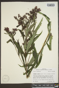 Vernonia gigantea subsp. gigantea image