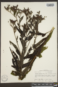 Vernonia gigantea subsp. gigantea image