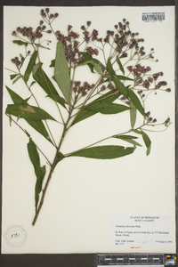 Vernonia gigantea subsp. gigantea image