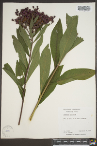 Vernonia gigantea subsp. gigantea image