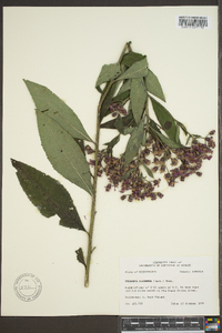 Vernonia gigantea subsp. gigantea image