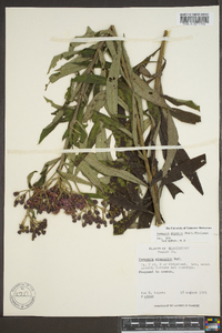 Vernonia gigantea subsp. gigantea image