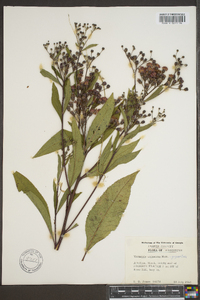 Vernonia gigantea subsp. gigantea image