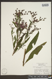 Vernonia gigantea subsp. gigantea image
