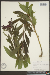 Vernonia gigantea subsp. gigantea image