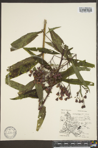 Vernonia gigantea subsp. gigantea image