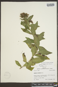 Vernonia gigantea subsp. gigantea image