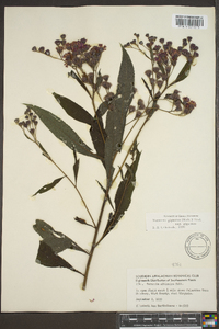 Vernonia gigantea subsp. gigantea image