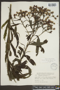 Vernonia gigantea subsp. gigantea image