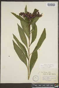 Vernonia gigantea subsp. gigantea image