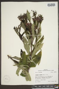 Vernonia gigantea subsp. gigantea image