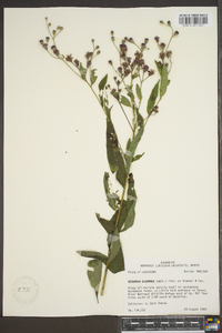 Vernonia gigantea subsp. gigantea image