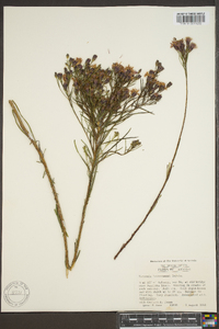 Vernonia lettermannii image