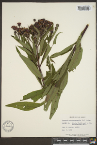 Vernonia noveboracensis image