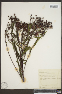 Vernonia noveboracensis image