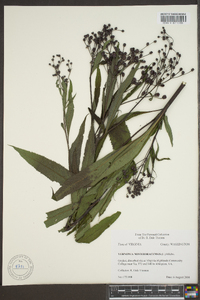 Vernonia noveboracensis image