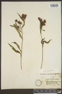 Vernonia noveboracensis image