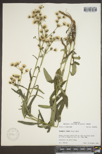 Vernonia texana image