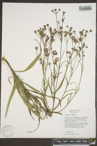 Vernonia texana image