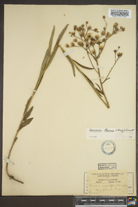 Vernonia texana image