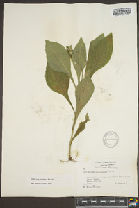 Elephantopus carolinianus image