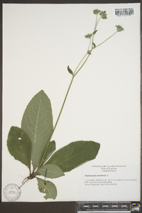 Elephantopus tomentosus image