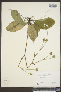 Elephantopus tomentosus image
