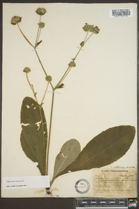 Elephantopus tomentosus image