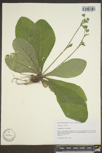 Elephantopus tomentosus image