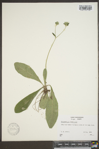 Elephantopus tomentosus image