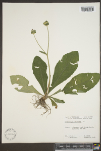 Elephantopus tomentosus image