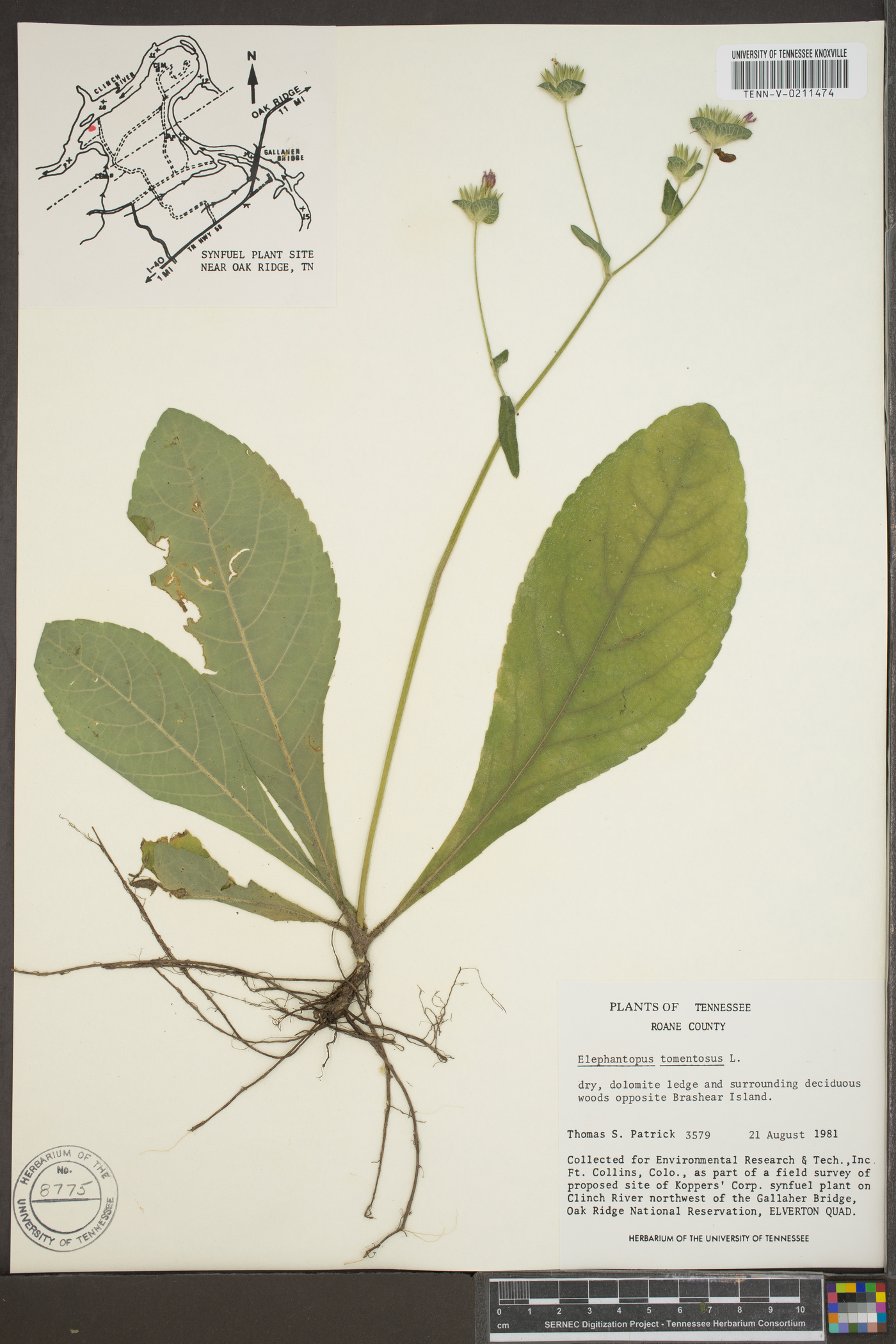 Elephantopus tomentosus image