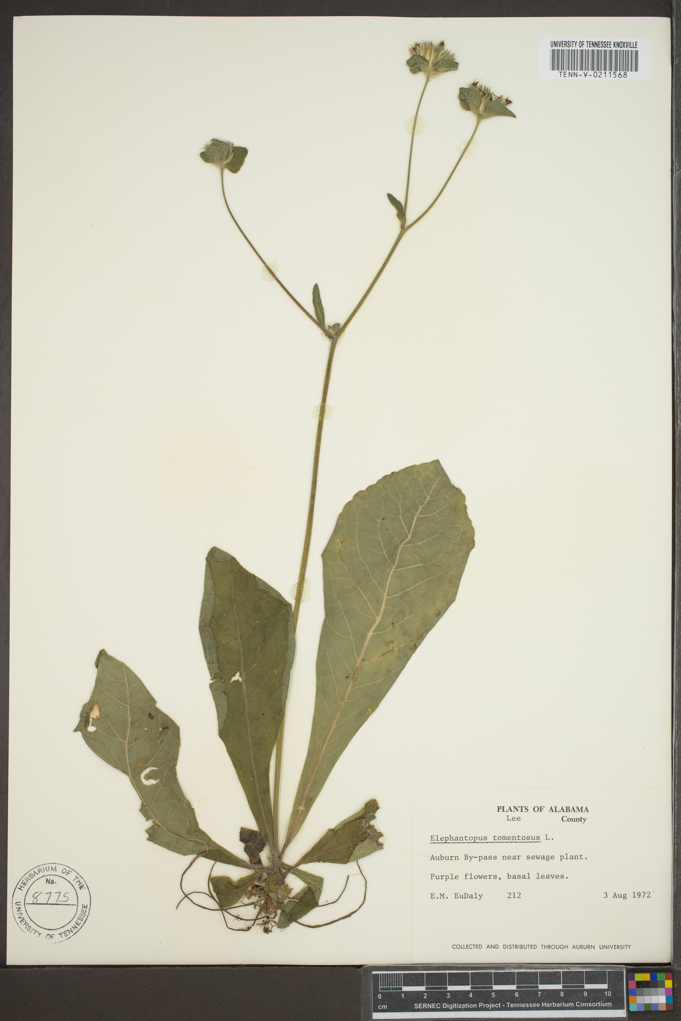 Elephantopus tomentosus image
