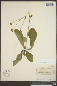 Elephantopus tomentosus image