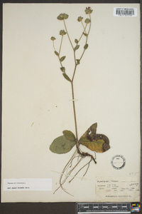 Elephantopus tomentosus image