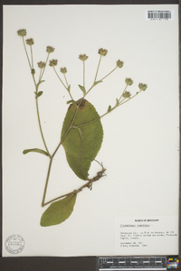 Elephantopus tomentosus image