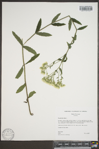 Eupatorium album image